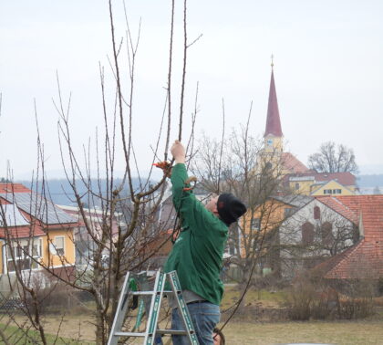 baumschnittkurs 420x378 - Obstbaumschnittkurs